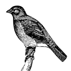 Obraz premium bird sitting on a branch