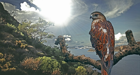 eagle on a branch with a background of coastline 