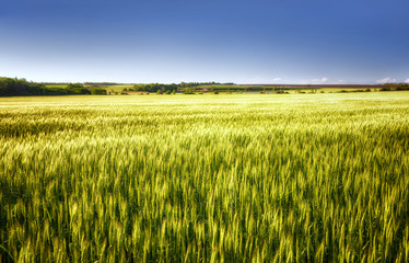 Green wheat field