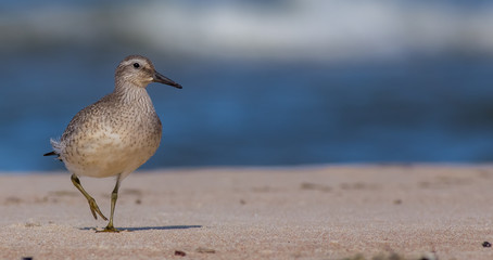 Calidris canutus - Red Cnot