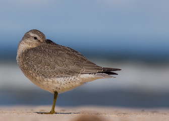 Calidris canutus - Red Cnot