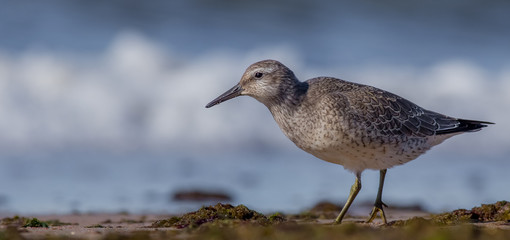 Obraz premium Calidris canutus - Red Cnot
