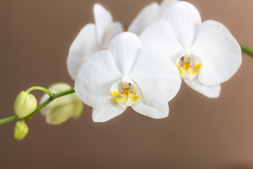 Naklejka na ściany i meble white orchid photography