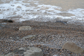 pebbled beach 