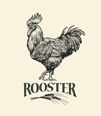 Illustration of the cock in Vintage engraving style. Rooster grunge label. Sticker image for the farms and manufacturing depicting rooster. Grunge label for the chicken product. - obrazy, fototapety, plakaty