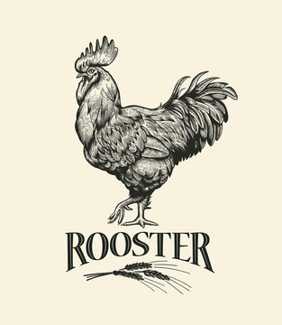 Illustration of the cock in Vintage engraving style. Rooster grunge label. Sticker image for the farms and manufacturing depicting rooster. Grunge label for the chicken product.
