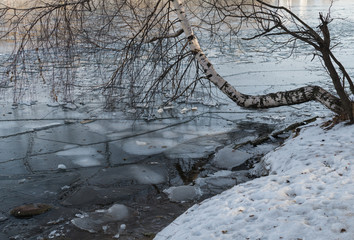 Birch leaned on the pond to ice in November