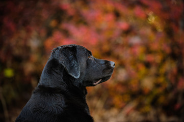 Chocolate Labrador Retriever dog against fall leaves