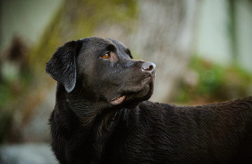 Chocolate Labrador Retriever dog looking back
