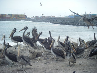 Flocking Pelicans 