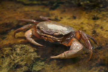 Blackback land crab (Gecarcinus lateralis)