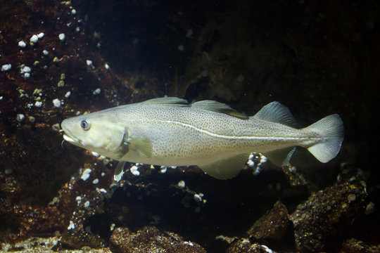 Atlantic cod (Gadus morhua).