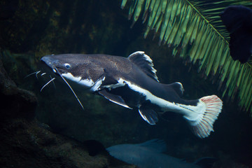 Redtail catfish (Phractocephalus hemioliopterus).