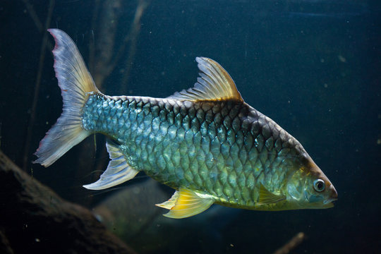 Java barb (Barbonymus gonionotus).