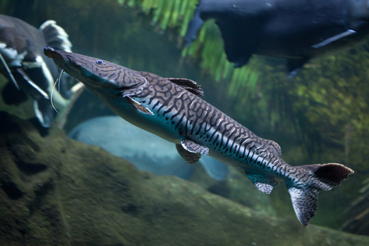 Tiger sorubim (Pseudoplatystoma tigrinum)