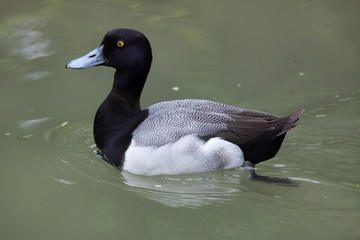 Lesser scaup (Aythya affinis).