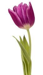 lilac tulip flower head isolated on white background