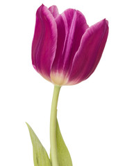 lilac tulip flower head isolated on white background