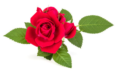 red rose flower bouquet isolated on white background cutout