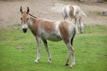 Naklejka na ściany i meble Turkmenian kulan (Equus hemionus kulan).
