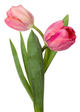 two pink tulip flowers isolated on white background