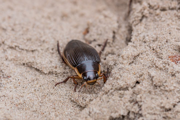 käfer
