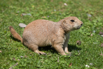 Black-tailed prairie dog (Cynomys ludovicianus).