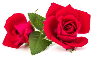 red rose flower bouquet isolated on white background cutout