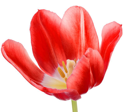 red tulip flower head isolated on white background