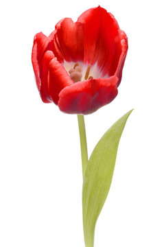 red tulip flower head isolated on white background