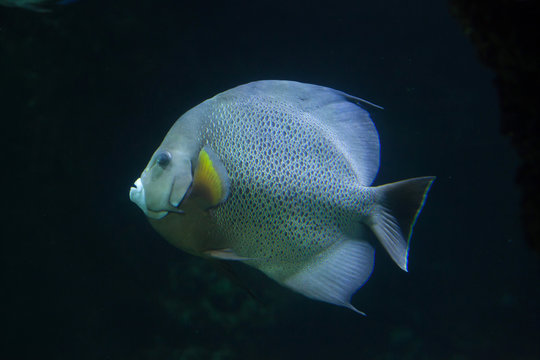 Grey angelfish (Pomacanthus arcuatus).