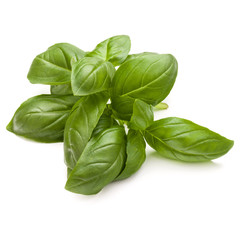 Sweet basil herb leaves bunch isolated on white background