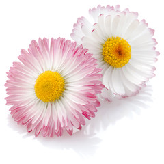 Beautiful daisy flowers isolated on white background cutout © Natika