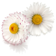 Beautiful daisy flowers isolated on white background cutout
