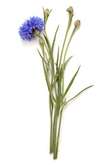 Fototapeta na wymiar Blue Cornflower Herb or bachelor button flower head isolated on