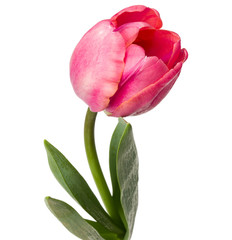 one pink tulip flower isolated on white background - obrazy, fototapety, plakaty