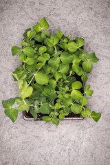 Sweet pea plant leaves in pot on rustic background. Healthy eati