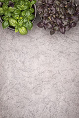 Sweet green and purple basil leaves in pot on rustic background.