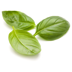 Sweet basil herb leaves isolated on white background closeup