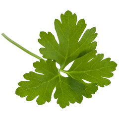 fresh parsley herb  leaves isolated on white background cutout