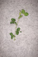 Sweet pea plant leaves on rustic background. Healthy eating conc