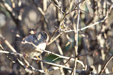 Sparrow have identified their own target. It's a kidney...
