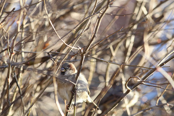 The Sparrow pecks buds with the bushes