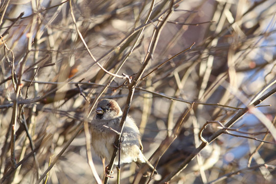 The Sparrow pecks buds with the bushes