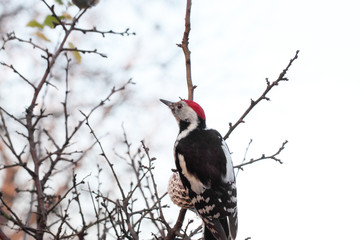Maybe there are birds and more powerful than the woodpecker. Too often, he looks around. Probably afraid ...
