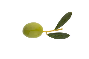 Single green olive in its branch