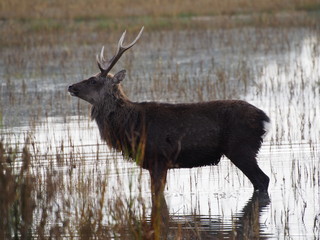 Sika Deer in Salt Marsh