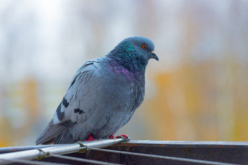 Dove sitting