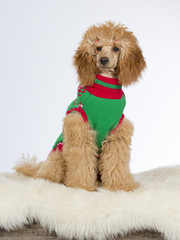 Poodle with a green sweater. Image taken in a studio.