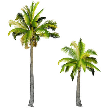 Two palm trees,
